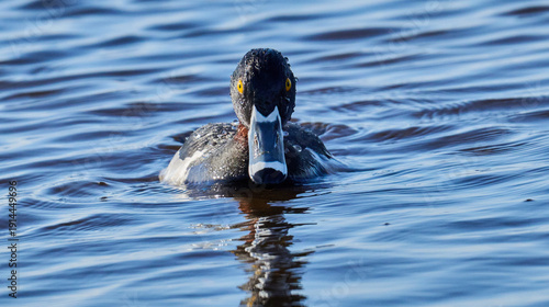Male Ring- necked duck in the water 