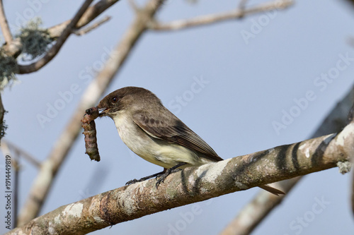 eastern phoebe with a grub  