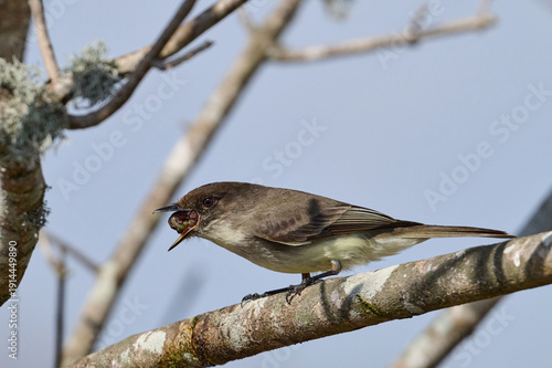 eastern phoebe with a grub  
