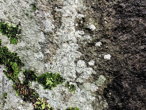 Old walls covered in moss look very artistic as a background.