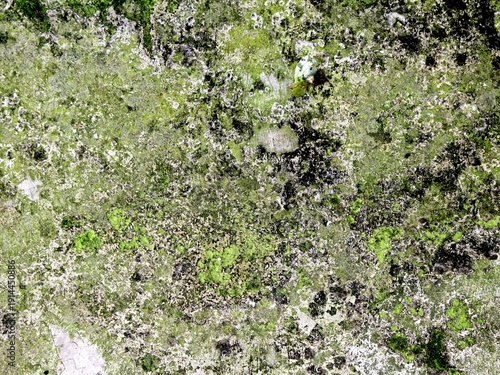 Old walls covered in moss look very artistic as a background.