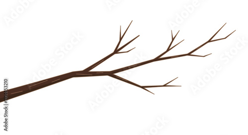 Bare Tree Branch Isolated.