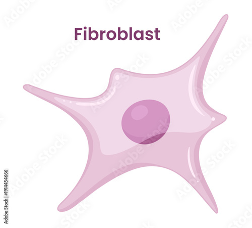 Vector illustration of a fibroblast cell