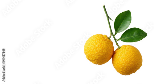 Two vibrant, macro-detailed yellow yuzu citrus fruits on a delicate branch with green leaves, top-down on a transparent background, ample copy space. concept of organic wellness