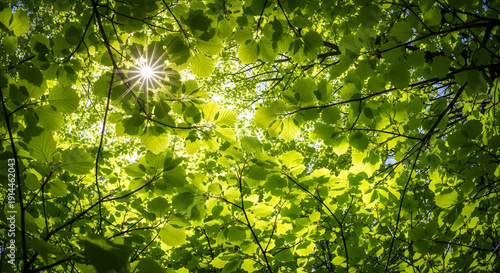 Vibrant green leaves with sunburst light through a fresh forest canopy
