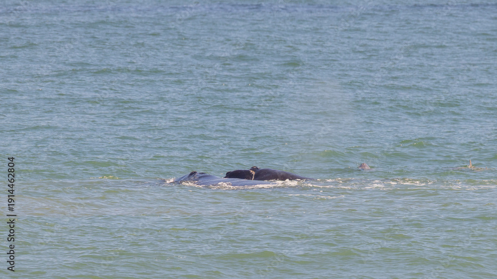 Fototapeta premium A rare northern right whale and her calf, along with a dolphin, off the northeast coast of Florida. 