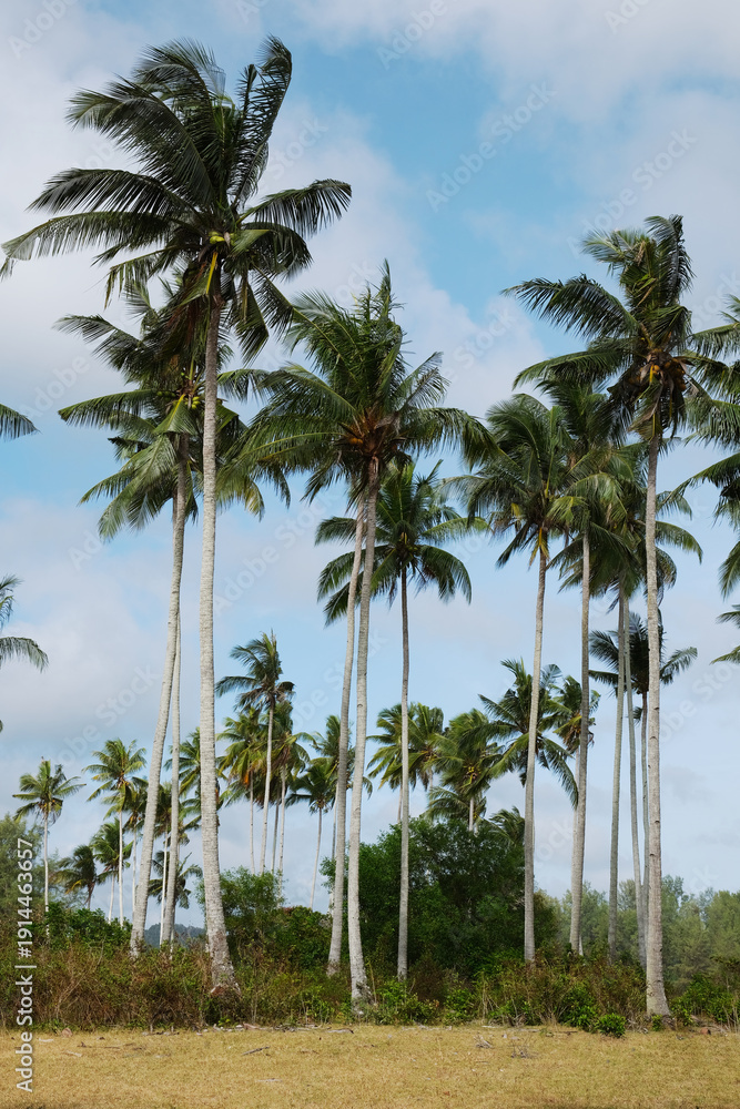Naklejka premium palm trees on a tropical beach