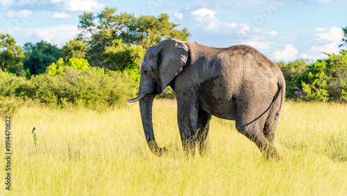 Bild auf Leinwand African elephant grazing in the grassland while looking at a bird perched on a p