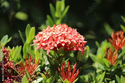 Konstfotografi Flor contrastando en follaje a la luz del día