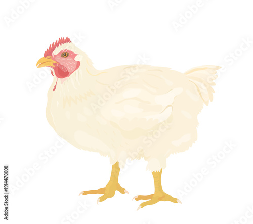 Cartoon White Chicken (Hen). Vector hand drawn farm bird illustration isolated on white. Cute poultry clip art.