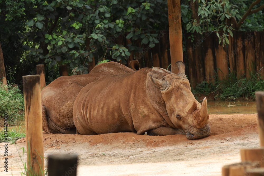 Fototapeta premium Animais