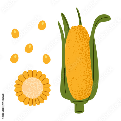 Corn Cob Vegetable Illustration