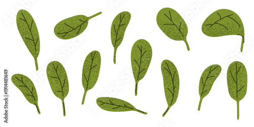 Spinach Leaf Set Illustration