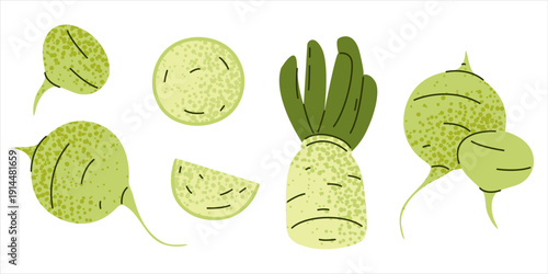 Radish vegetable set illustration with whole roots, slice and leaves. Fresh root crop collection representing organic farming and healthy cooking ingredients.
