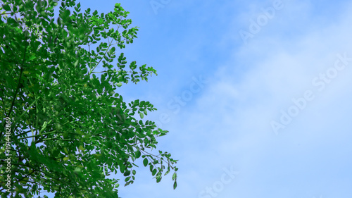 Konstfotografi A lush green tree stands tall against a serene blue sky with white clouds, a nat