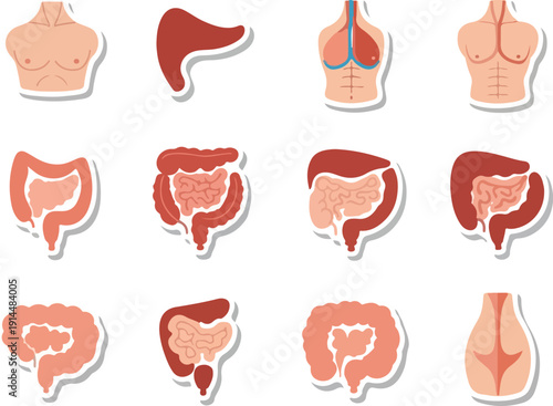 Human Digestive System Illustrated with Various Organs and Body Parts
