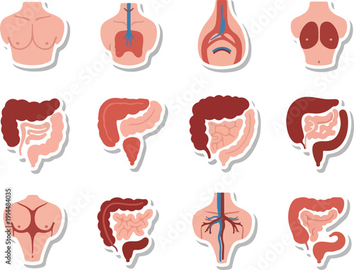 Detailed anatomical illustrations of human body parts and organs in a grid layout showcasing various medical diagrams