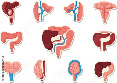 Illustrations of various human kidney anatomy and related medical diagrams on a clean white background viewed directly from the front