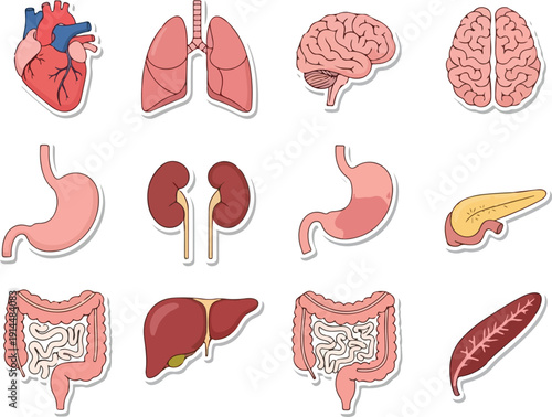 Detailed anatomical illustrations of human organs including heart, brain, stomach, and intestines from a medical education viewpoint