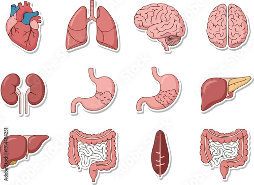 Detailed anatomical illustrations of human organs including heart, brain, lungs, and digestive system from a medical educational viewpoint