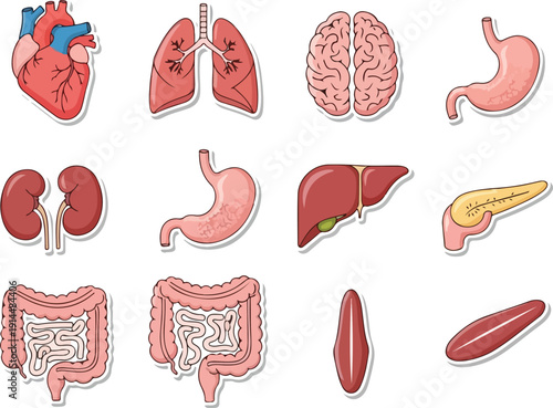 Detailed illustrations of various human organs including brain, lungs, and digestive system components displayed together