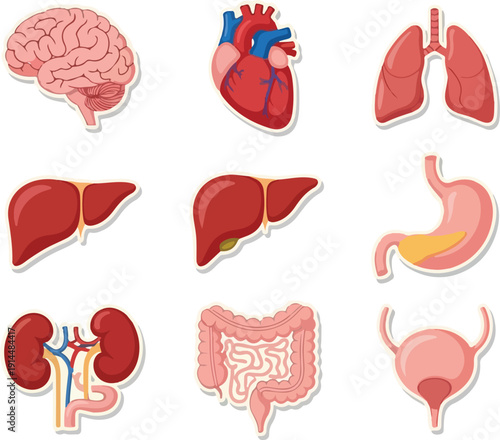Human Organs Illustration Featuring Brain, Heart, Lungs, and Other Vital Organs in a Medical Diagram