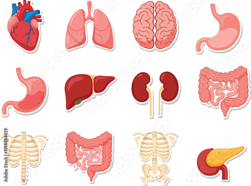 Human Organs Illustration Featuring Heart, Brain, Lungs, and Other Internal Organs from a Medical Perspective
