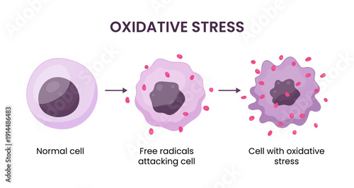 Vector illustration showing oxidative stress in a cell caused by free radicals, highlighting the harmful impact of radical molecules on cellular health