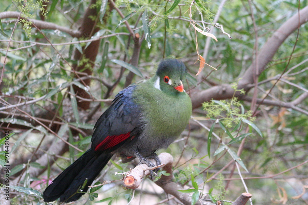 Obraz premium A White-cheeked Turaco at a local zoo