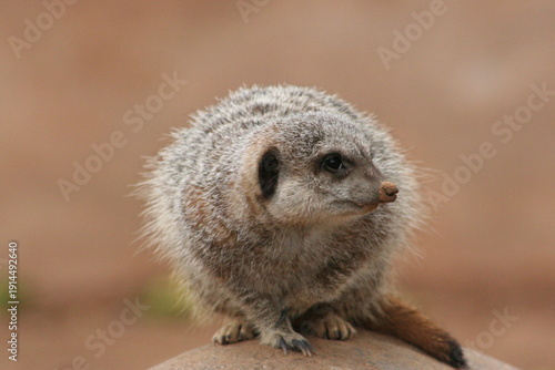 Billede på lærred A Meerkat at a local zoo