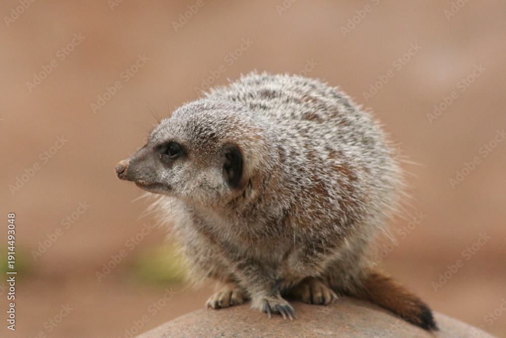 Fototapeta premium A Meerkat at a local zoo
