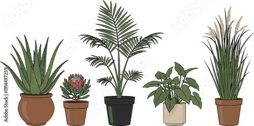 Indoor potted plant collection illustration, tropical houseplants vector set with aloe palm protea foliage, botanical home decor design isolated bundle