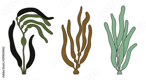 Giant Kelp Line art clean fresh color illustration