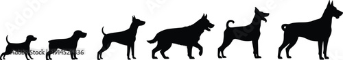 Dog growth stages silhouettes set showing puppy to adult canine breeds isolated on white background vector illustration
