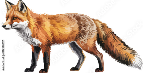 Hand Drawn Watercolor European Fox Realistic Wildlife Illustration