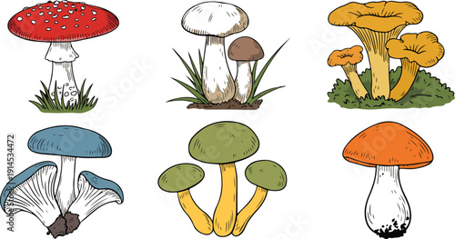 Colorful Mushroom Sketch Vector Set  Toadstool, Chanterelle, and Forest Fungi