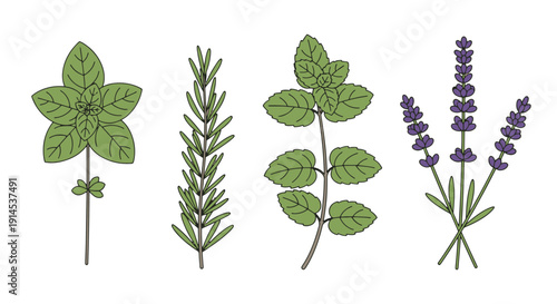 Herbal Plant Line colorful creative design illustration