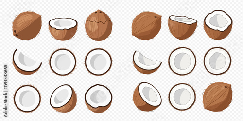 Set of fresh whole and cut coconuts, tropical fruit vector illustration on transparent background.