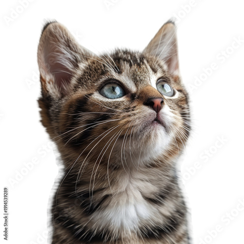 Wallpaper Mural Closeup of a tabby kittens face. Torontodigital.ca