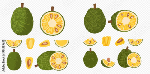 Set of fresh whole and sliced jackfruit illustrations, tropical fruit with seeds and segments, healthy vegan food.
