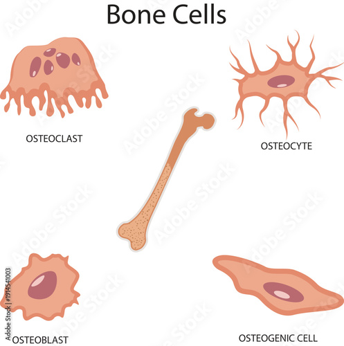 Bone Cells Science Design Vector Illustration Diagram