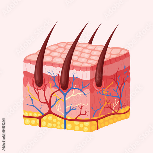 Cross section of human skin illustration displaying hair follicles, blood vessels, and layered tissue structure for dermatology and medical reference.