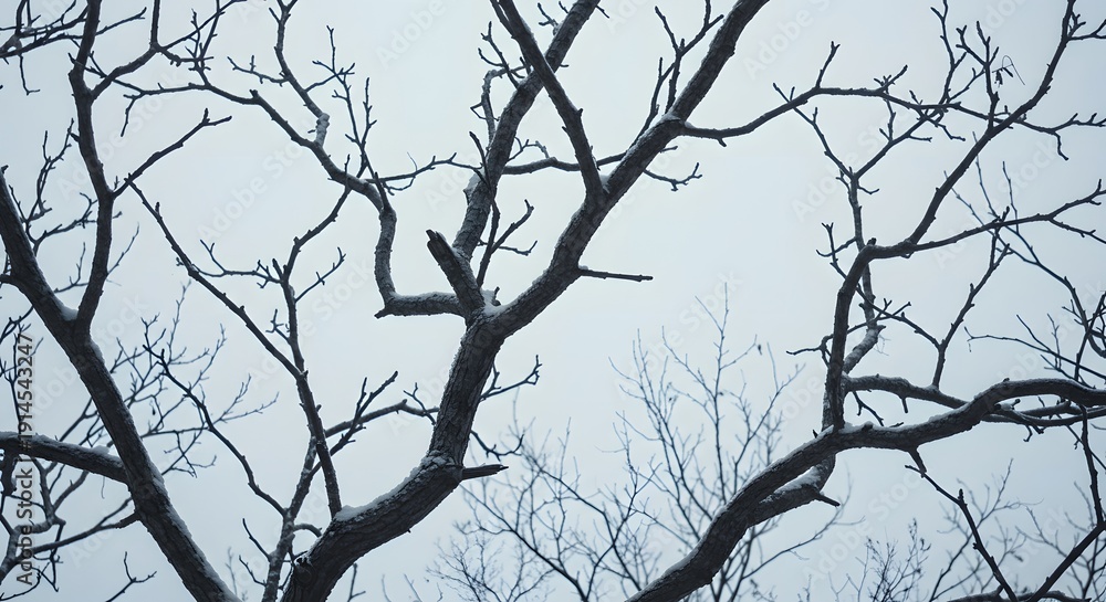 Fototapeta premium Overhead shot of bare tree branches against a cloudy, gray sky during winter