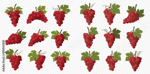 Set of red grapes with green leaves, fresh fruit vector illustration on transparent background.