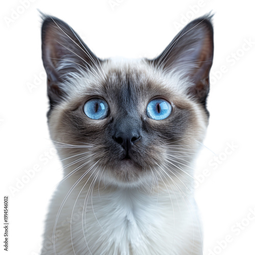 Wallpaper Mural Siamese Cat with Bright Blue Eyes. Torontodigital.ca