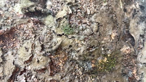 Wallpaper Mural Close-up of a highly textured organic surface, revealing rugged weathered tree bark, intricate patterns of fuzzy mold or fungus, and small patches of bright green moss. Torontodigital.ca