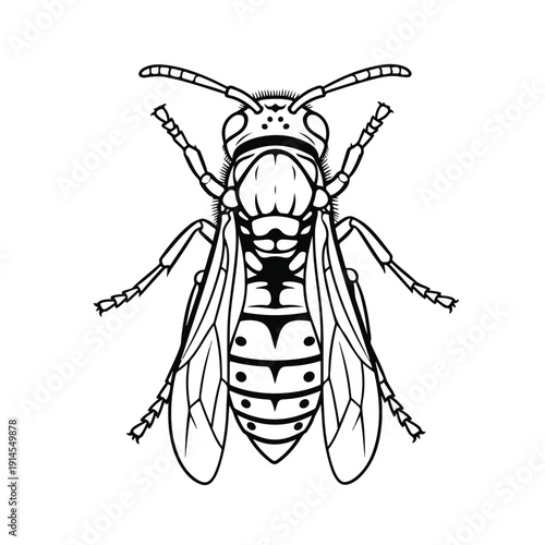 Detailed black and white drawing of a wasp insect