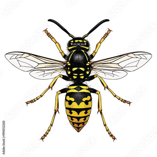 Detailed illustration of a wasp with yellow and black stripes