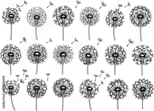 A collection of various hand drawn dandelion seed heads and flying seeds in black ink line art style.