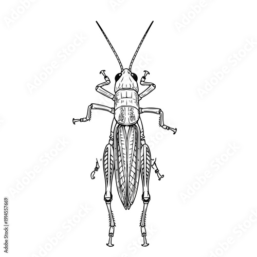 Detailed drawing of a cricket insect from a dorsal perspective